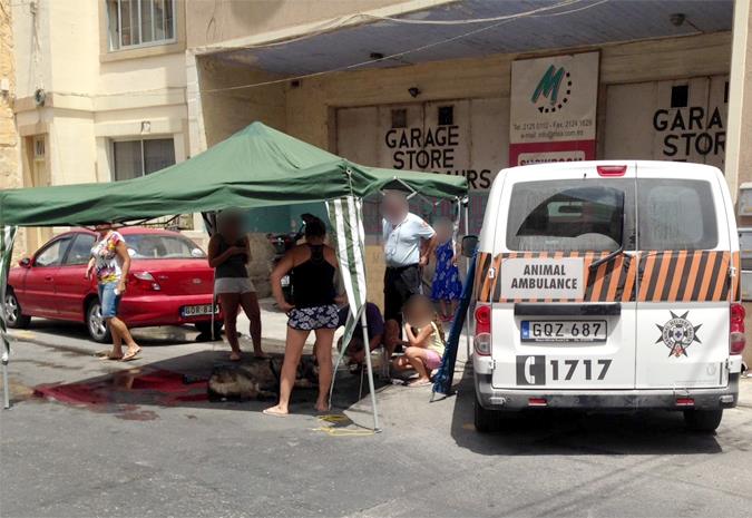 11781826_10207044684173760_2038606983842304852_n