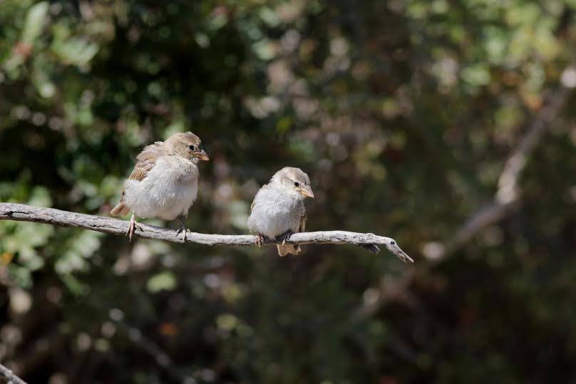 3 Spanish Sparrow chicks_Photo by Aron Tanti