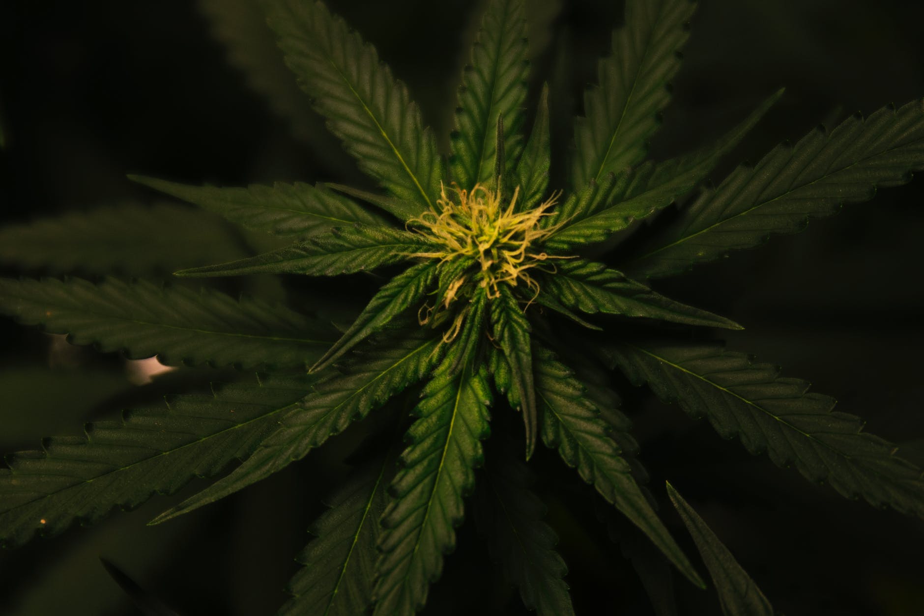 Illiberat minn akkuża li kkultiva l-pjanta cannabis fid-dar tiegħu ...