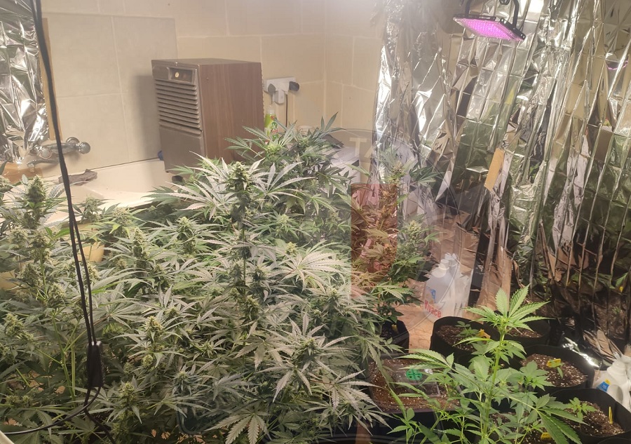 Tliet Snin abs Fuq Kultivazzjoni Tal kannabis Fin Nadur NETnews Tliet Snin abs Fuq Kultivazzjoni Tal kannabis Fin Nadur NETnews