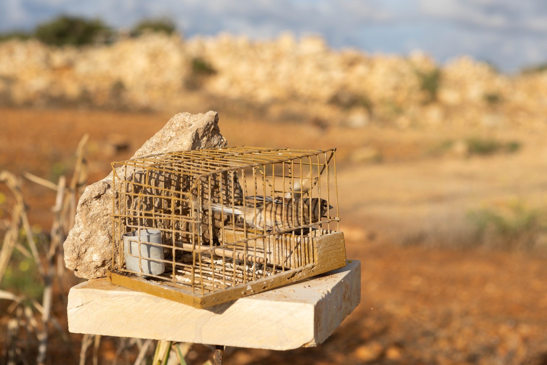Il-Gvern Malti jikser il-liġi tal-UE u s-sentenzi tal-Qorti Ewropea ...
