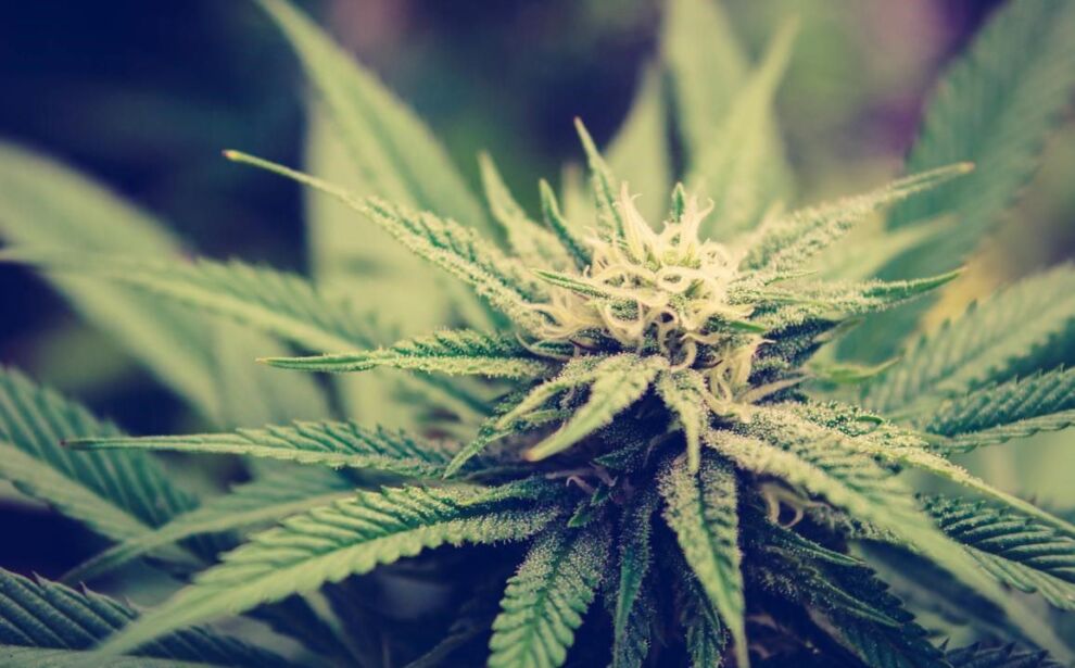 Imqassma 1 087kg Ta Kannabis U Mkabbra 21 372 Pjanta NETnews Imqassma 1 087kg Ta Kannabis U Mkabbra 21 372 Pjanta NETnews